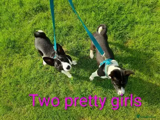 Basenji dogs Top quality lines pedigree Basenji pups.Ready now. - Advert 2