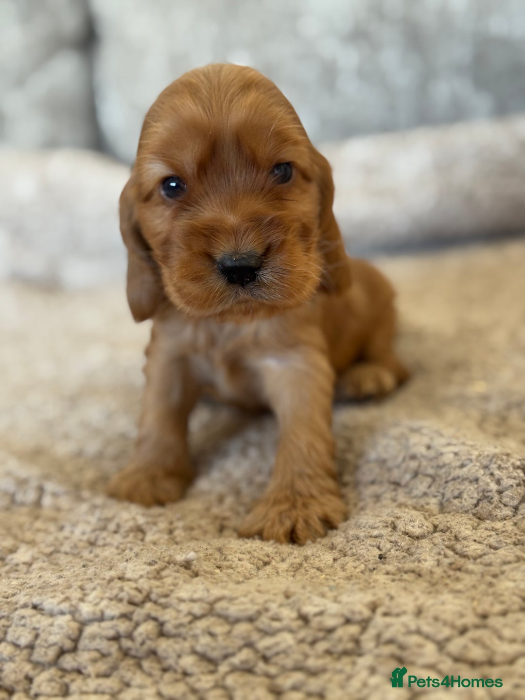 Cocker Spaniel dogs for sale: BEAUTIFUL KC REGISTERED SHOW TYPE HEALTH TESTED - Image 8