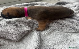 Cane Corso dogs for sale: Cane corsos puppies  - Advert 22