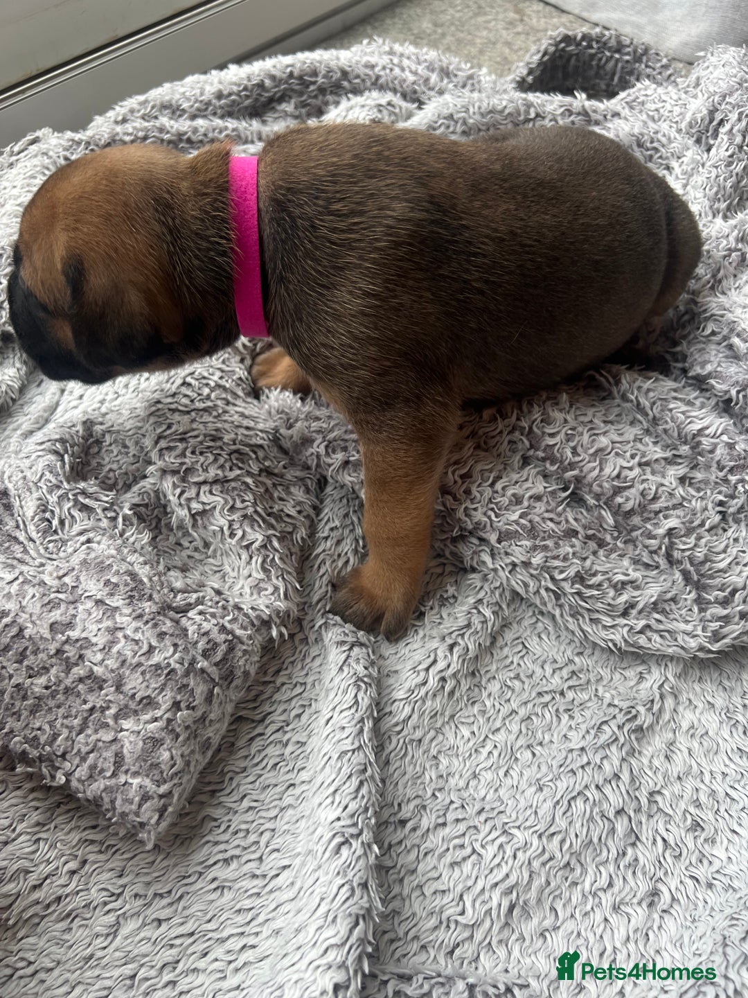 Cane Corso dogs for sale: Cane corsos puppies  - Advert 22