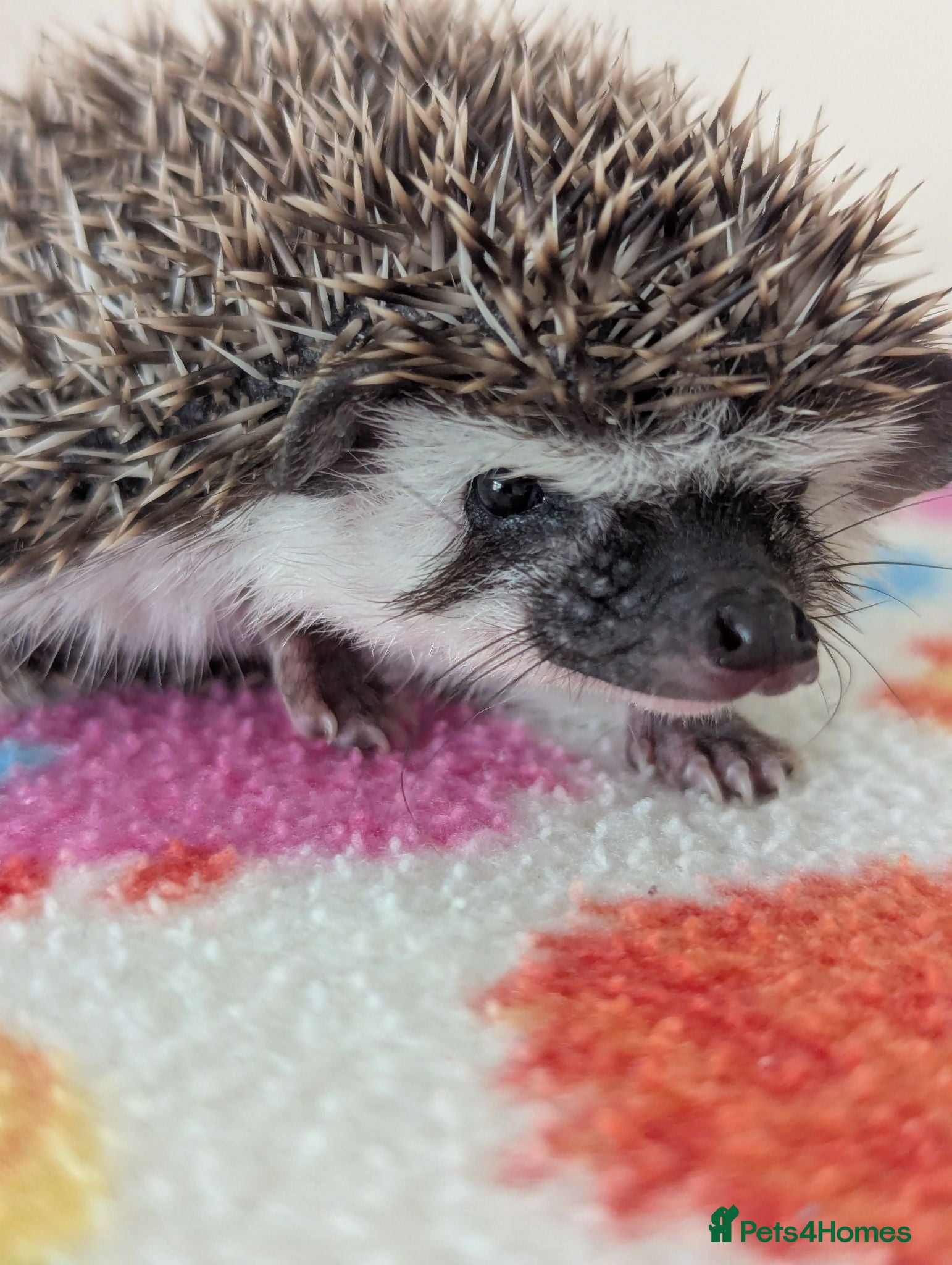 Pygmy Hedgehog rodents Beautiful Little Hoglets Ready to Reserve Now - Advert 1