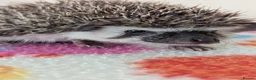 Pygmy Hedgehog rodents for sale: Beautiful Female Hoglets Ready Now 8 weeks old!!! - Advert 7