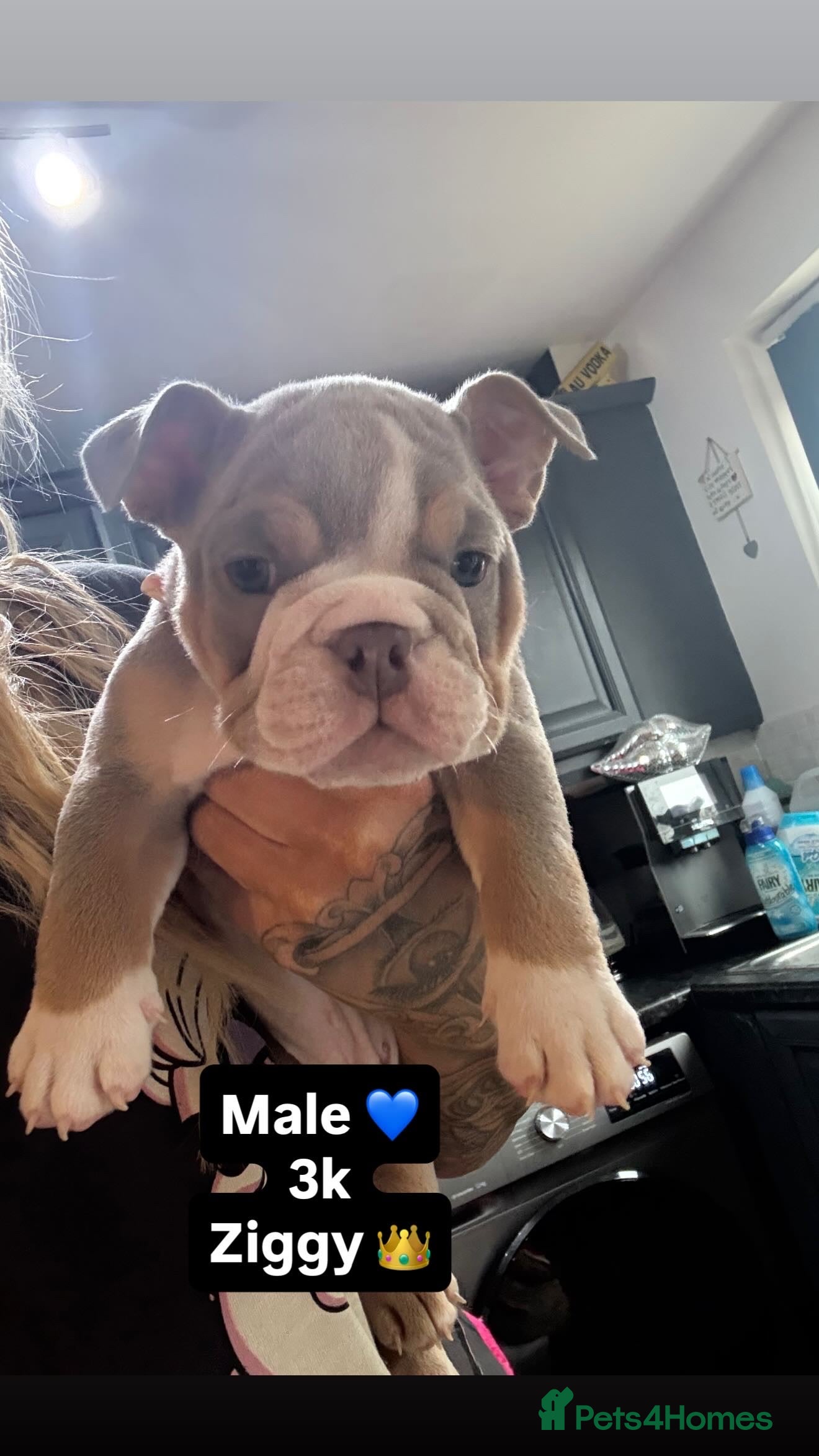 English Bulldog dogs 👑 Ziggy 👑 English bulldog  - Advert 1