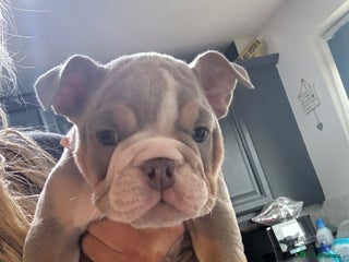 English Bulldog dogs 👑 Ziggy 👑 English bulldog - Advert 4