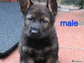 German Shepherd dogs Beautiful KC Registered German shepherd puppy 😍😍 - Advert 6