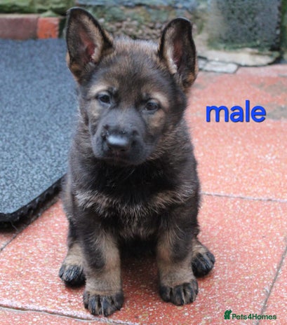 German Shepherd dogs Beautiful KC Registered German shepherd puppy 😍😍 - Advert 2