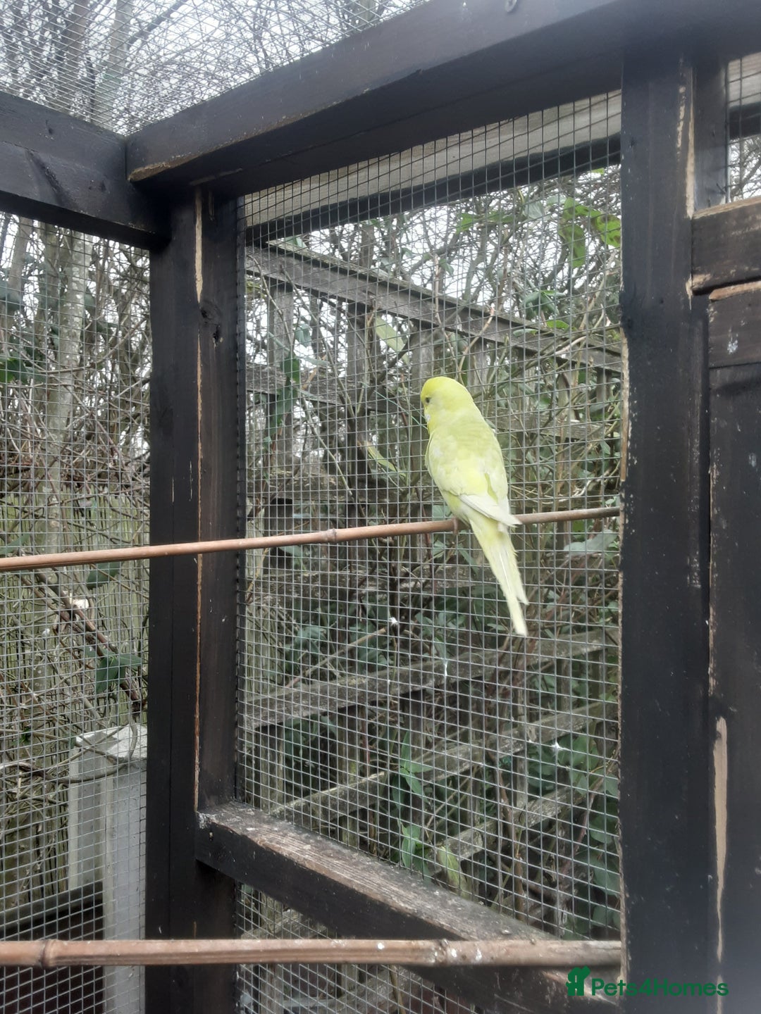 Budgerigars birds for sale: Budgies for sale in Telford - Advert 3