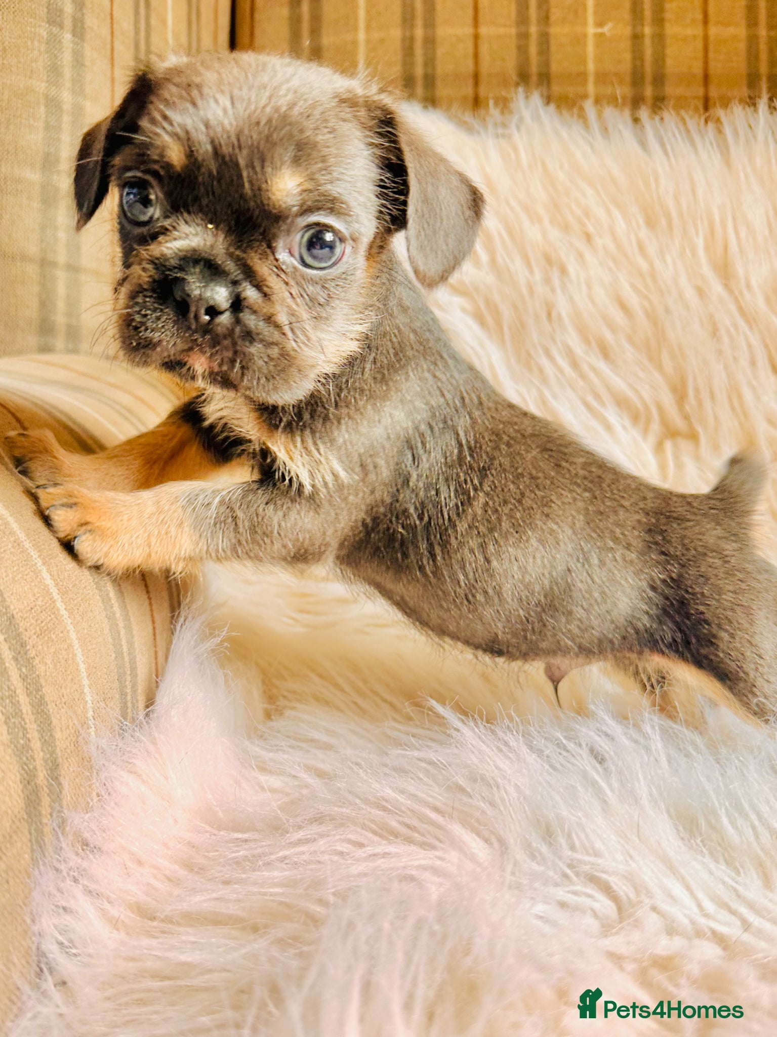 Mixed Breed dogs for sale: Shih Tzu x Frenchie pups - Advert 5