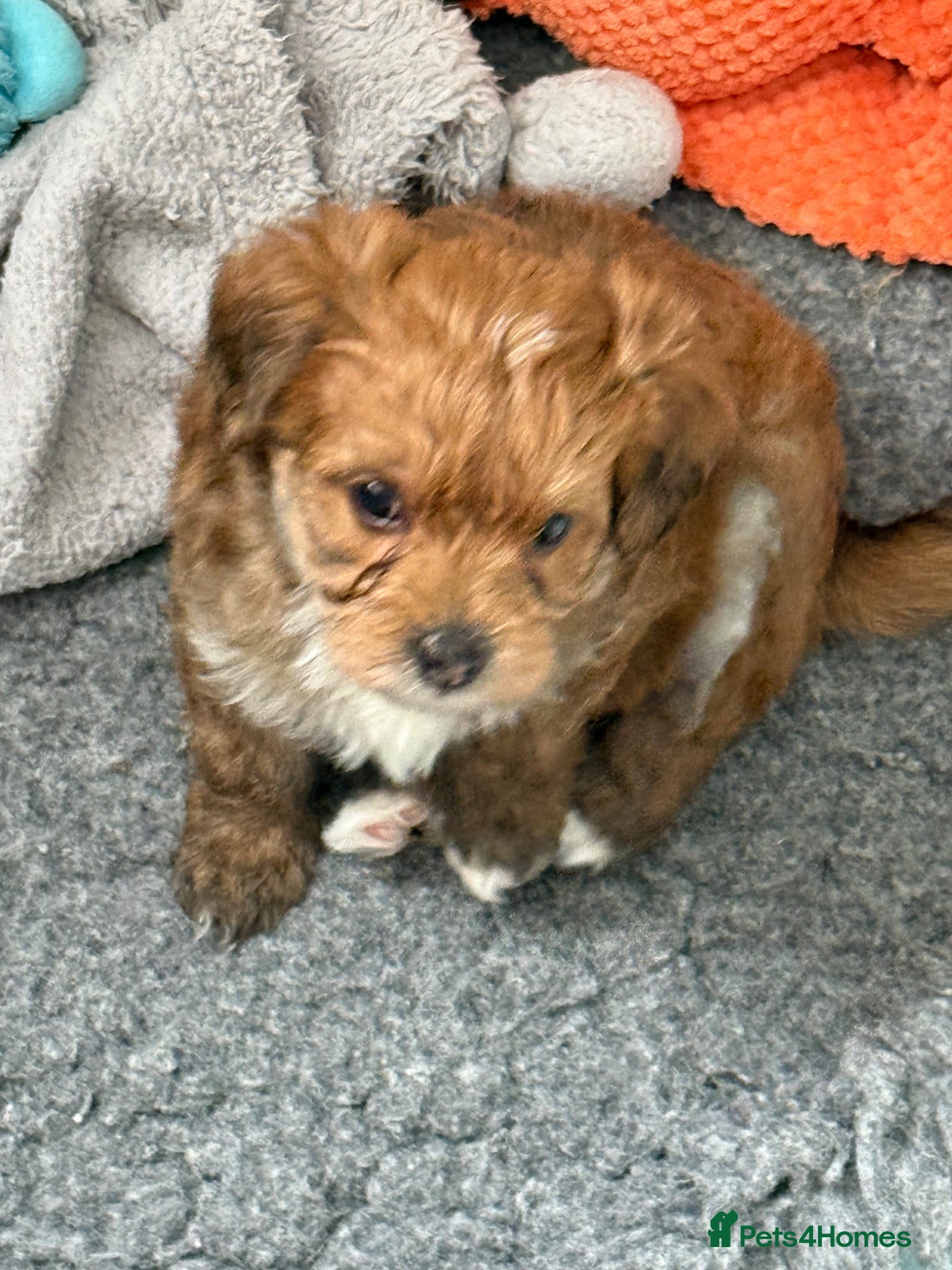 Maltipoo dogs Outstanding Maltipoo puppies - Advert 2