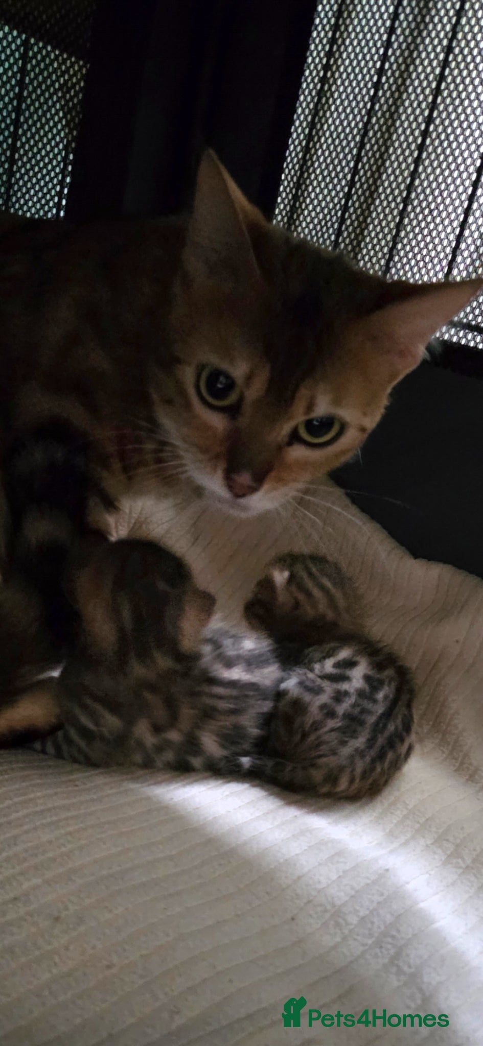 Bengal cats TICA registered full bengal kittens - Advert 2