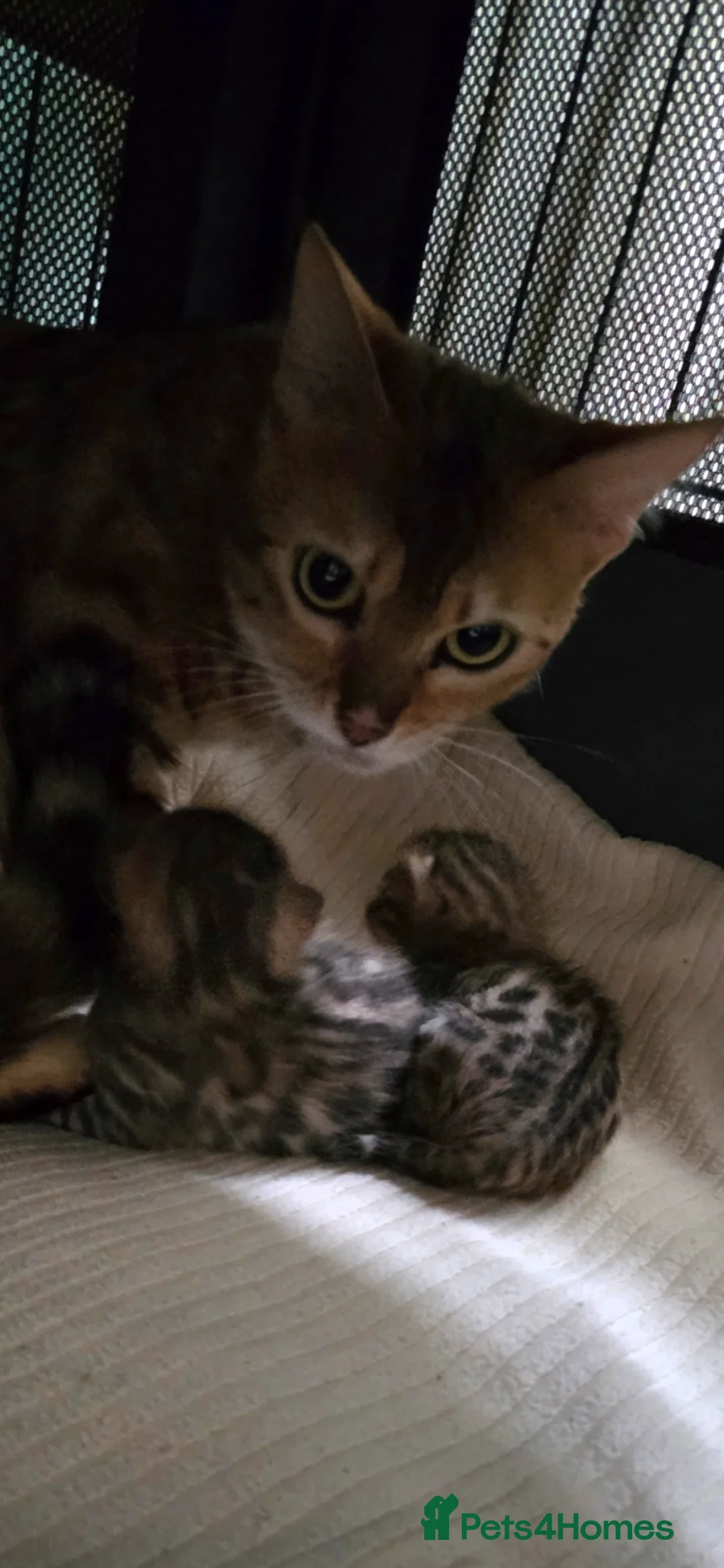 Bengal cats for sale: TICA registered full bengal kittens in Whitby - Advert 1