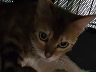 Bengal cats TICA registered full bengal kittens - Advert 2