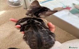 Bengal cats for sale: Rare Glitter Pedigree Bengal Female - Show Quality - Image 7