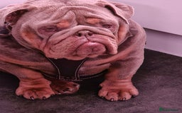 English Bulldog dogs for sale: English bulldog  - Image 5