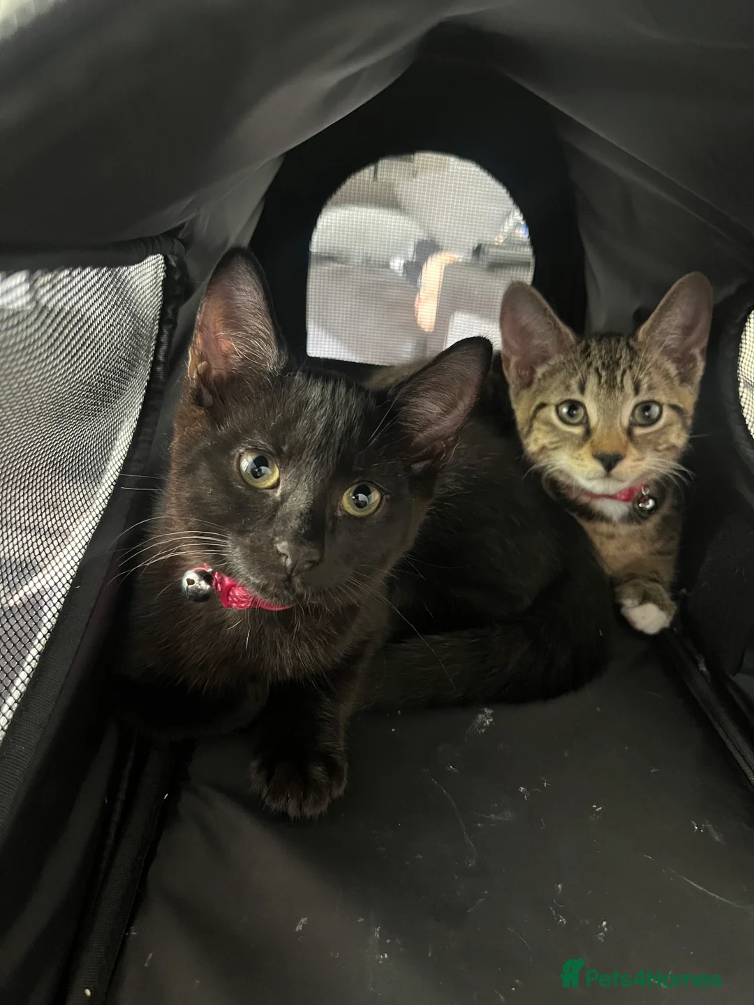 Mixed Breed cats for sale: 2 female cats for sale  - Advert 1