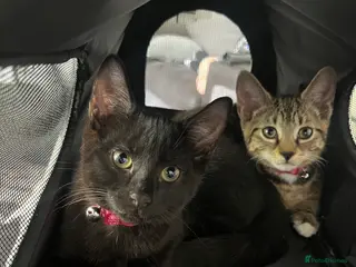 Mixed Breed cats 2 female cats for sale - Advert 1