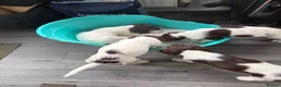 English Springer Spaniel dogs for sale: English Springer spaniel  in Carmarthen - Advert 6