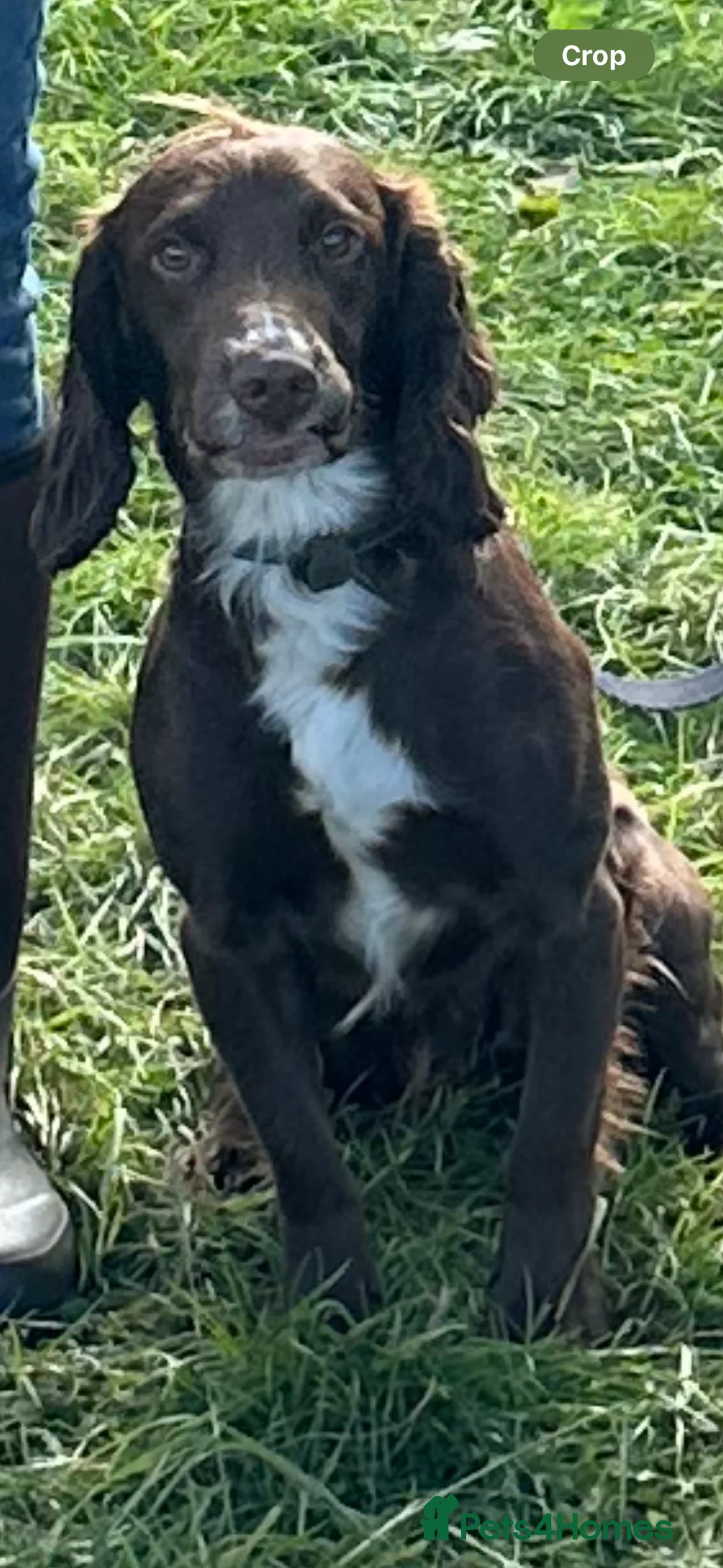 Cocker Spaniel dogs for stud: Cocker spaniel stud in Glossop - Advert 12