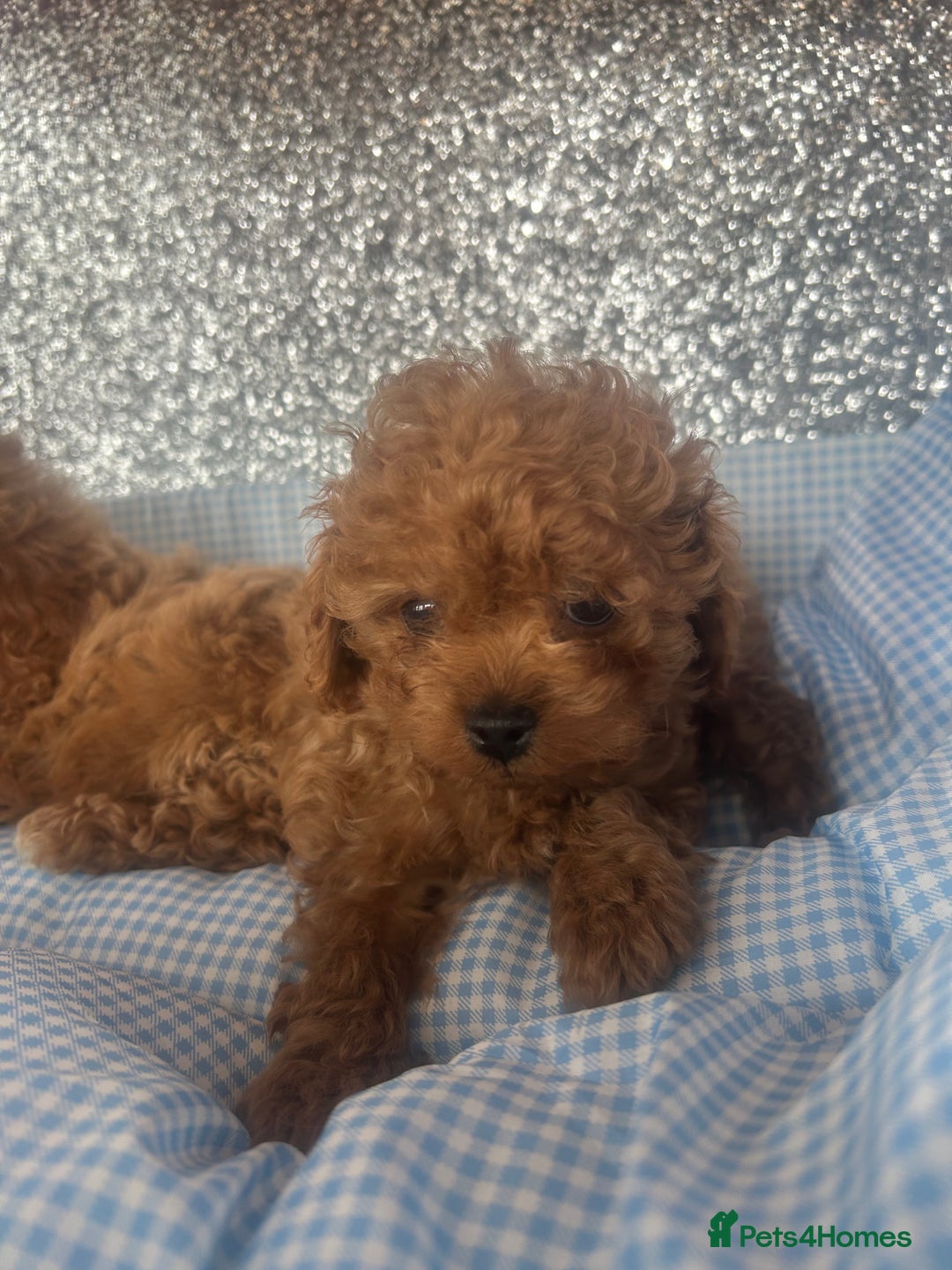 Cavapoo dogs for sale: F1 b cavapoo puppies 🐶  - Image 14