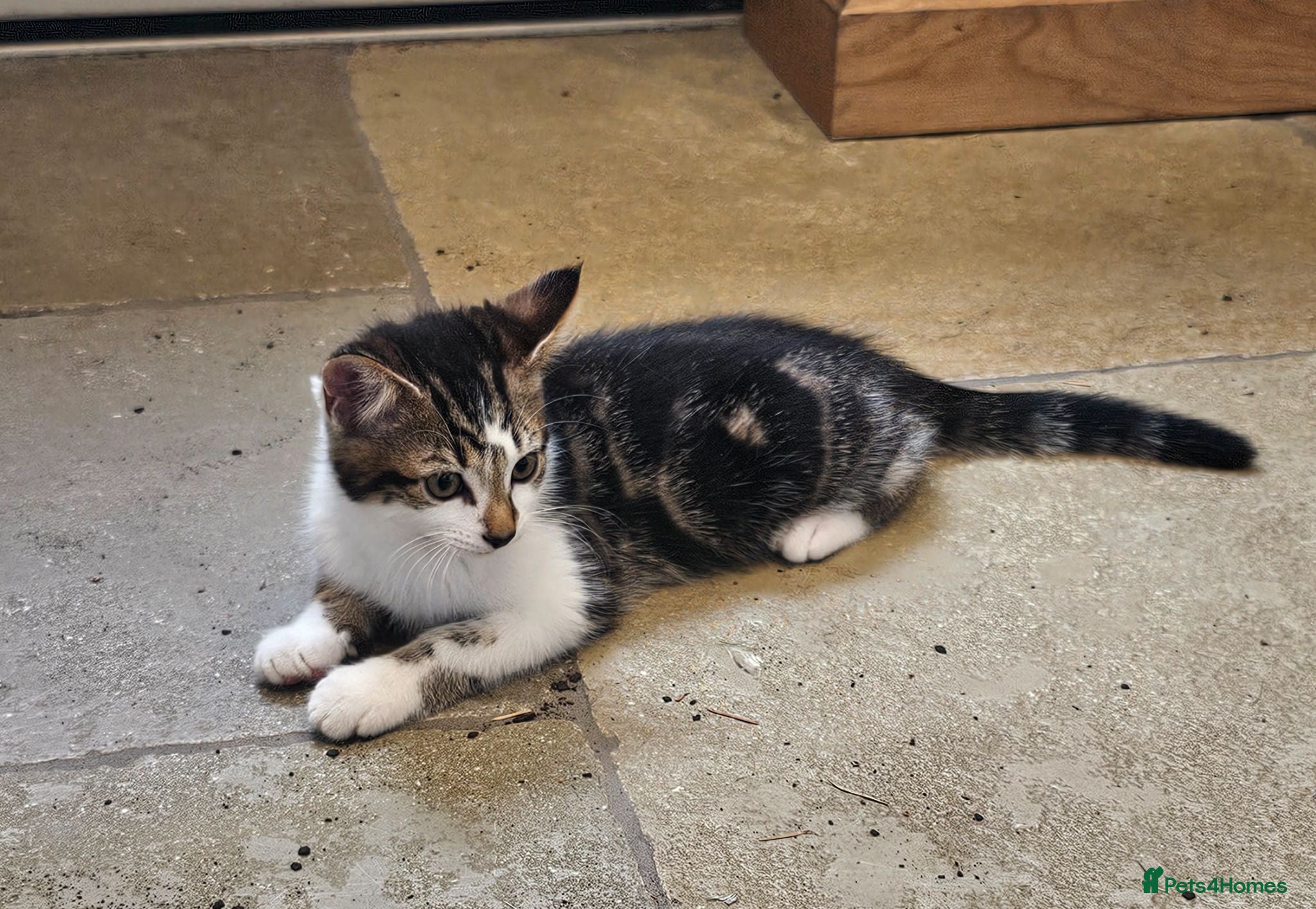 Mixed Breed cats 2 x Beautiful Kittens (boy & girl) - Advert 1