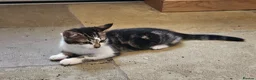 Mixed Breed cats for sale: 2 x Beautiful Kittens (boy & girl) - Advert 1