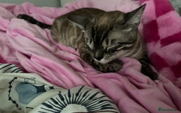 Bengal cats for sale: Bengal for rehoming  - Image 4