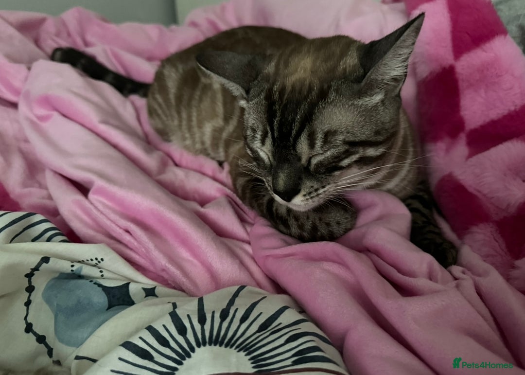 Bengal cats for sale: Bengal for rehoming  - Image 4
