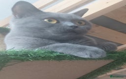 Mixed Breed cats for sale: 3 kittens for sale-mother British Shorthair  - Image 1