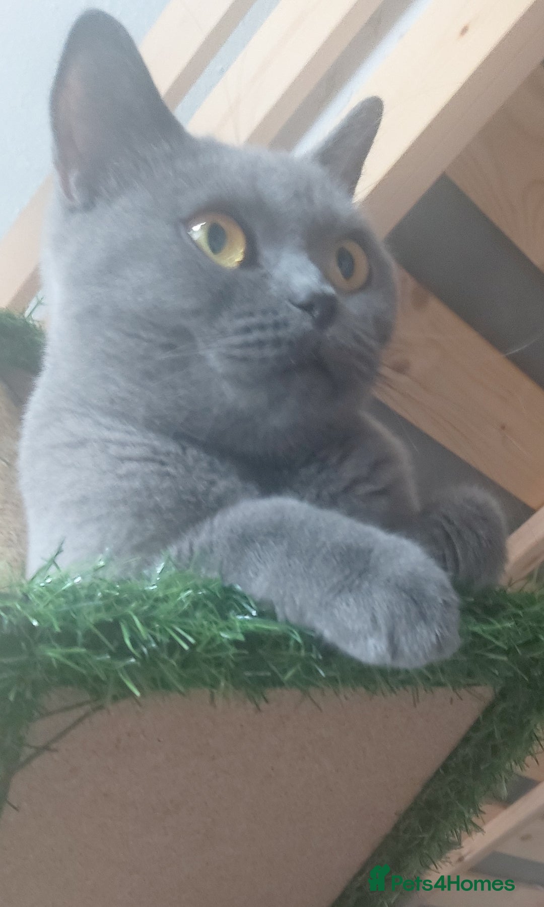 Mixed Breed cats for sale: 3 kittens for sale-mother British Shorthair  - Image 1