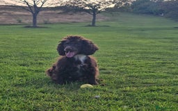 Cocker Spaniel dogs for sale: Show type x working cocker spaniel - Image 8