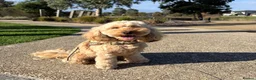 Mixed Breed dogs for sale: Henry in London - Advert 2