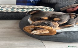 Olde English Bulldogge dogs for sale: Old English Bulldog - Image 5