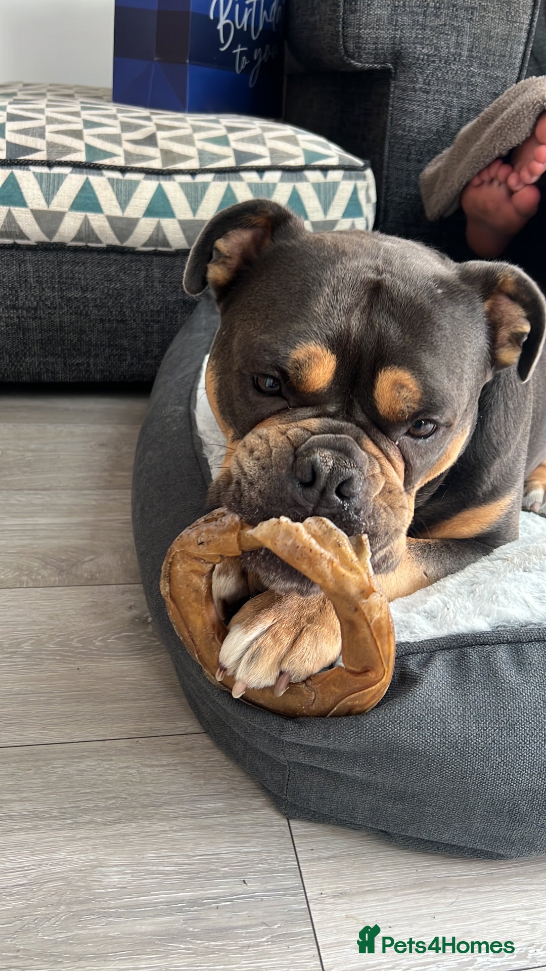 Olde English Bulldogge dogs for sale: Old English Bulldog - Image 5