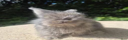 Angora rabbits for sale: 🌟STUNNING ANGORA BABIES- maxi full face 🌟 - Advert 15
