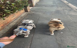 English Bulldog dogs for sale: Needs to go to a good home! - Image 2