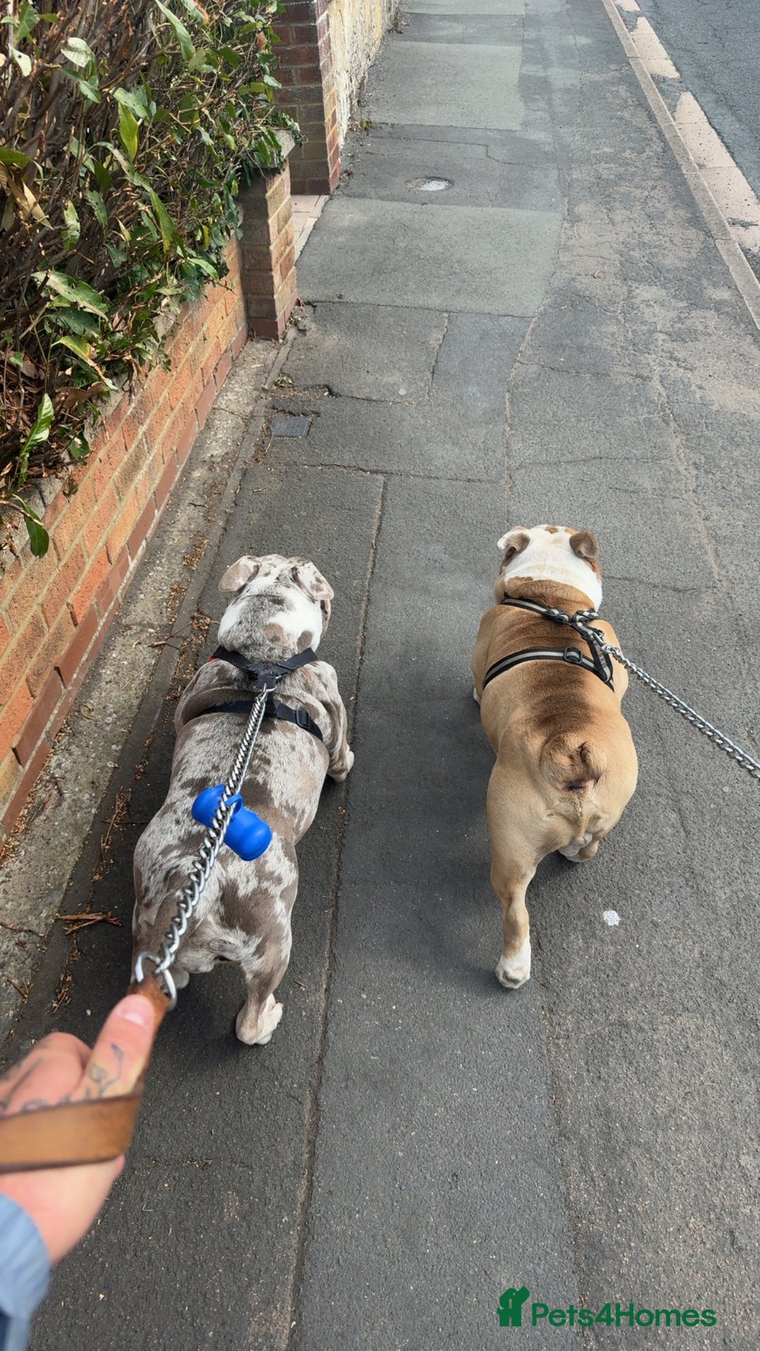 English Bulldog dogs for sale: Needs to go to a good home! - Image 2