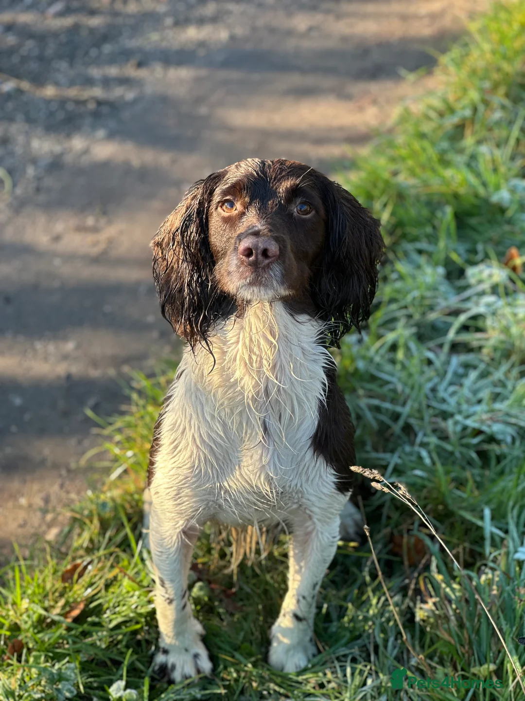 Springador dogs for sale: Springador pups out of very good lines in Dewsbury - Advert 2