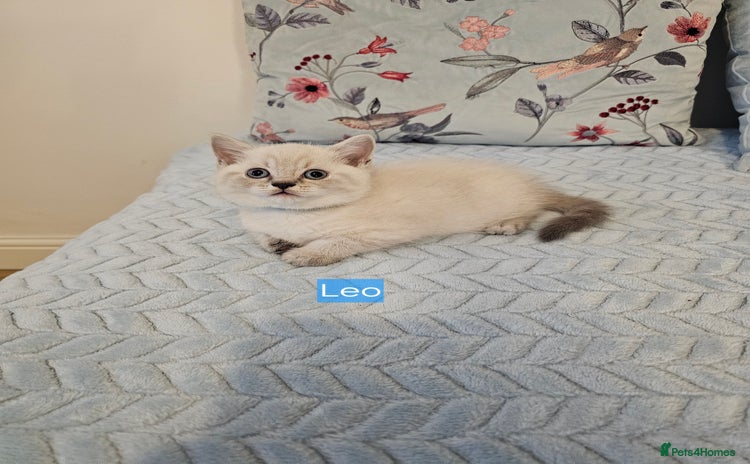 British Shorthair cats - Advert 14