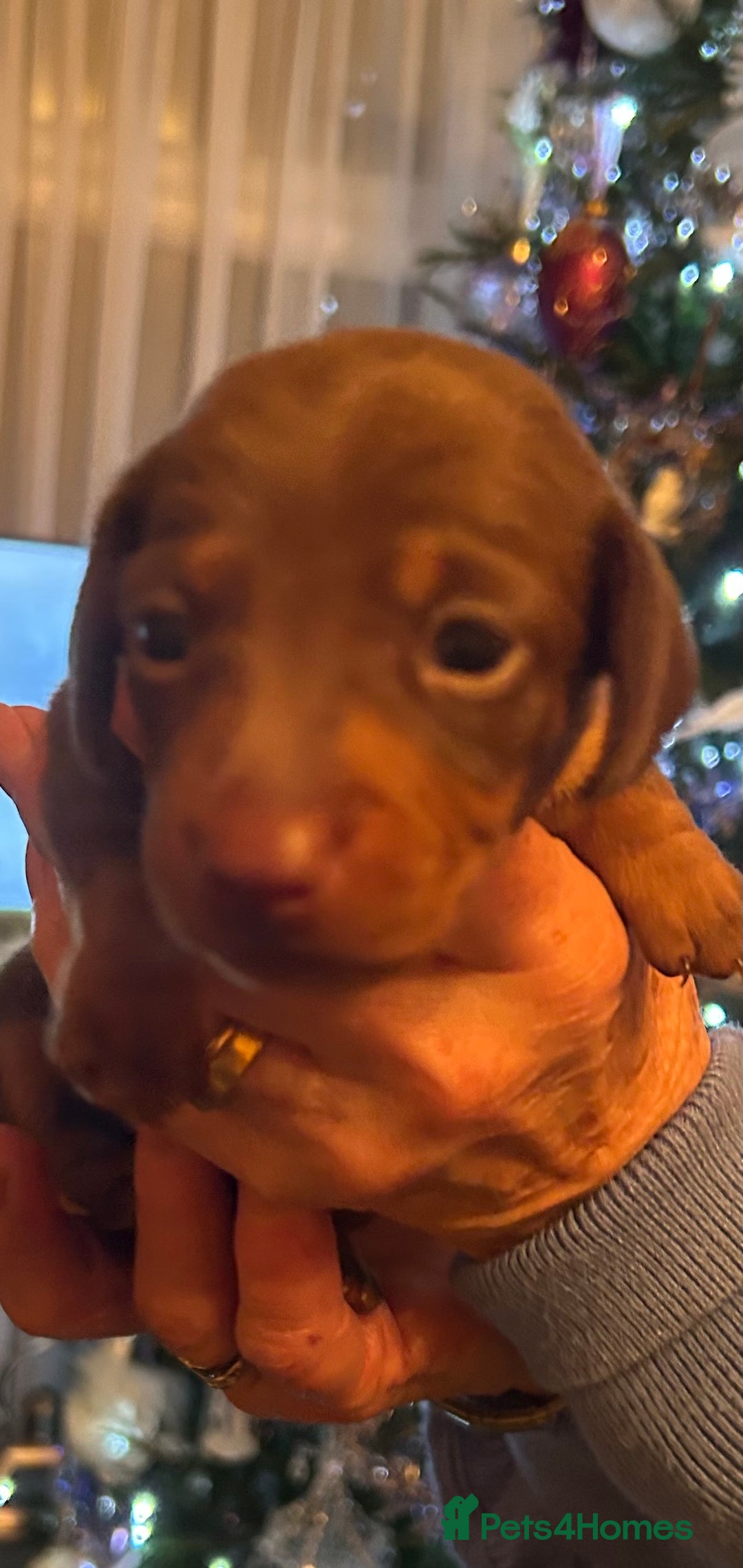 Miniature Dachshund dogs for sale: Beautiful miniature dachshunds - Advert 7