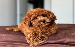 Toy Poodle dogs for sale: Beautiful mini Toy Poodle Puppies - Image 9