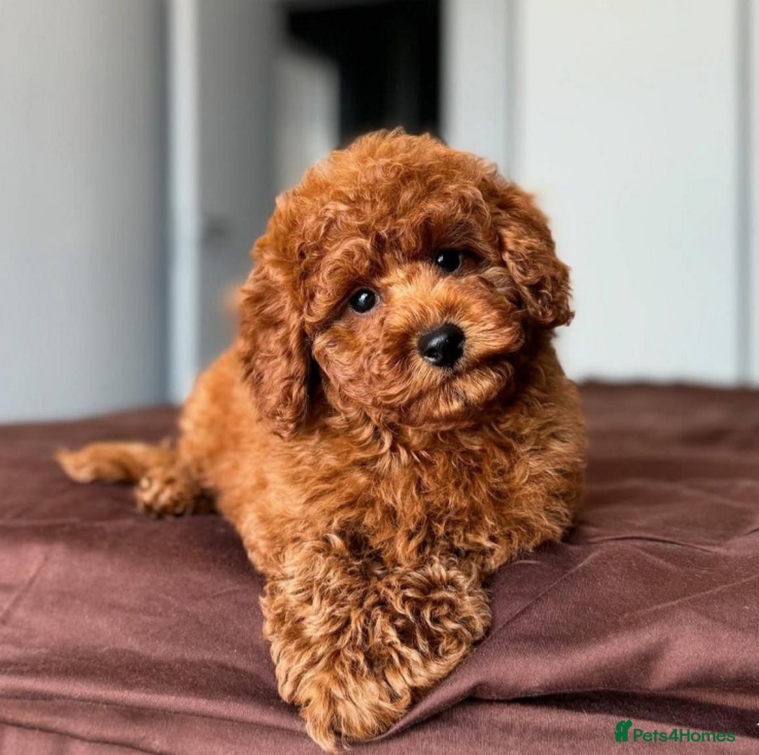 Toy Poodle dogs for sale: Beautiful mini Toy Poodle Puppies - Image 9