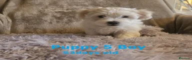 Maltese Puppy 5
