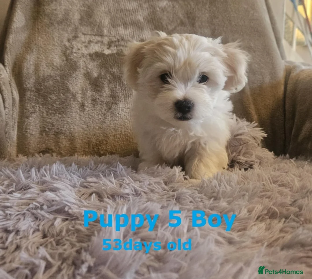 Maltese dogs for sale: Adorable Maltese puppies looking for forever home! - Advert 10