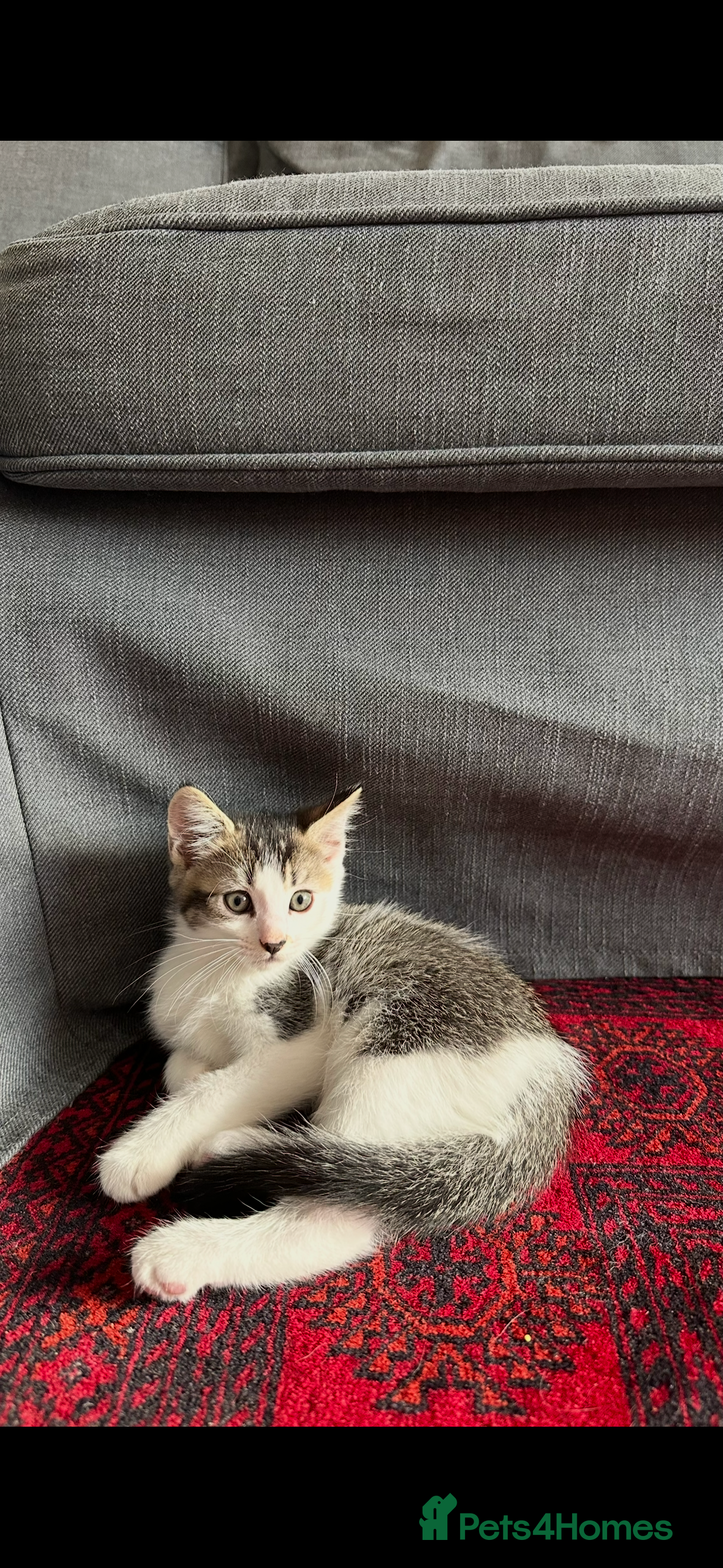 Ragdoll cats Ready now kitten- Ragdoll/British shorthair  - Advert 2