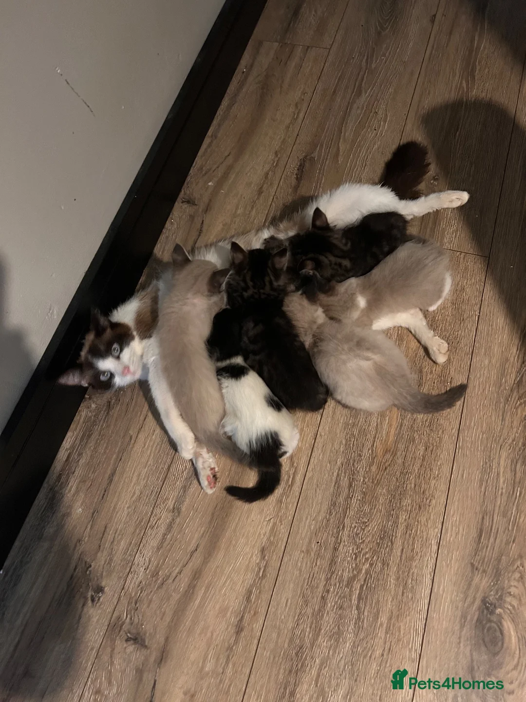Mixed Breed cats for sale: Ragdoll x - Advert 2