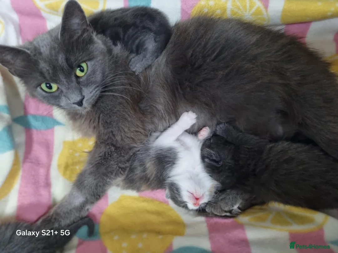 Russian Blue cats for sale: Kittens  in Nottingham - Advert 2