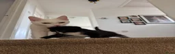 Domestic Shorthair cats for sale:  Short-Haired Tuxedo Kitten Ready Now  - Advert 2