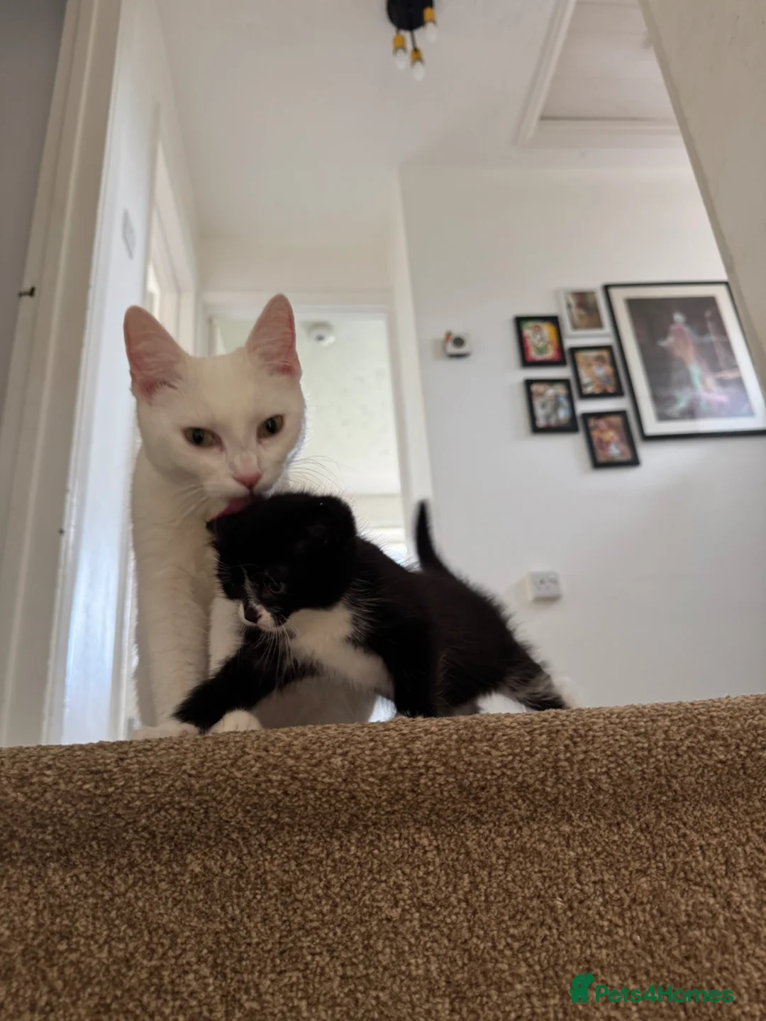 Domestic Shorthair cats for sale:  Short-Haired Tuxedo Kitten Ready Now  - Advert 2
