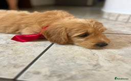 Mini Goldendoodle dogs for sale: GoldenDoodles Date of birth 01.05.2025 - Image 2