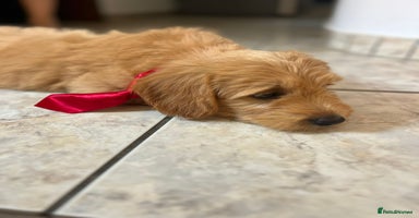 Mini Goldendoodle dogs - Advert 7